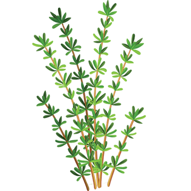 Herbs & Spices for Dogs Preventive Vet